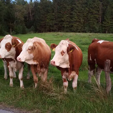 Apartmán Elisabeth *